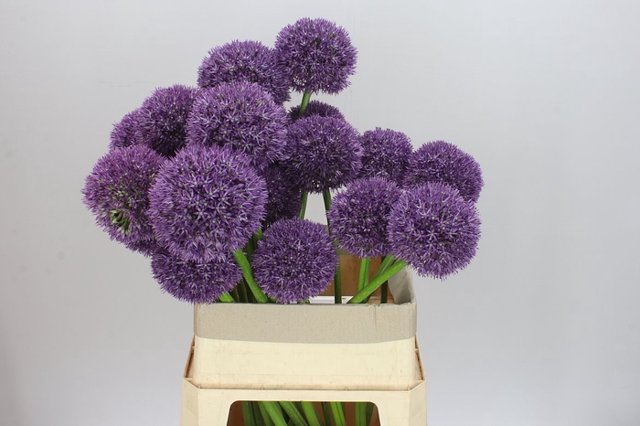 <h4>Allium Big Balls</h4>