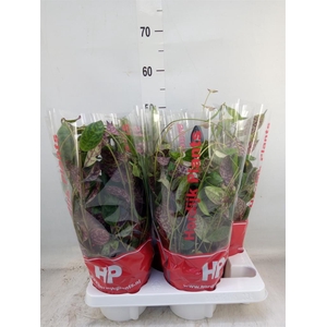 Aeschynanthus marmoratus