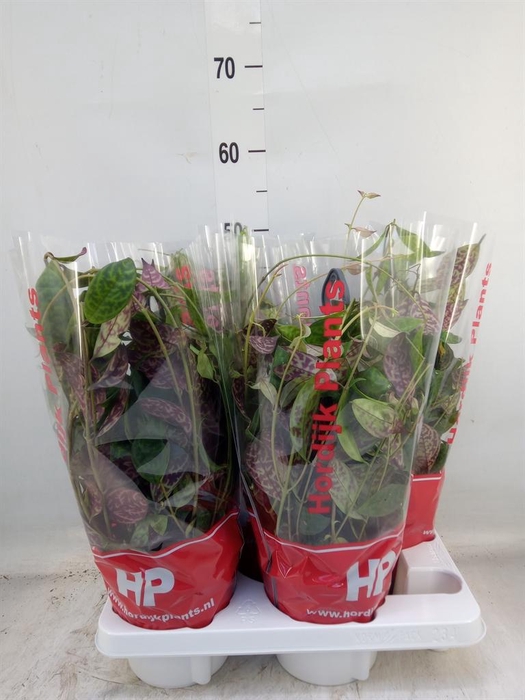 <h4>Aeschynanthus marmoratus</h4>