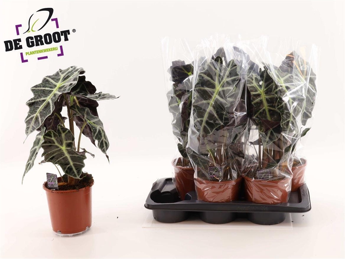 <h4>Alocasia 'Polly'</h4>