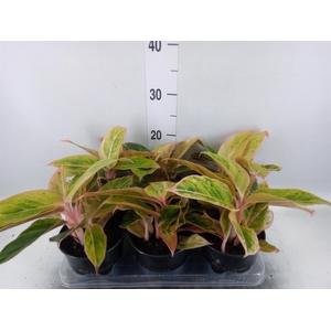 Aglaonema KB 'Salmon Fantasy'