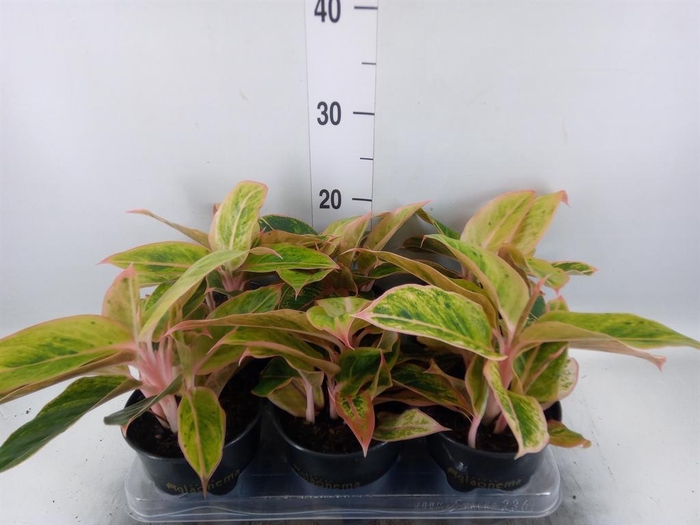 <h4>Aglaonema KB 'Salmon Fantasy'</h4>