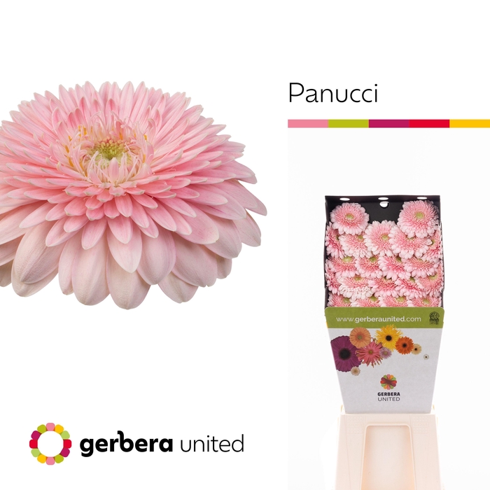 <h4>Ge Bv Panucci</h4>