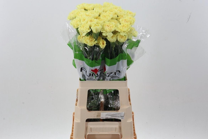 <h4>Dianthus ST 'Hermes'</h4>