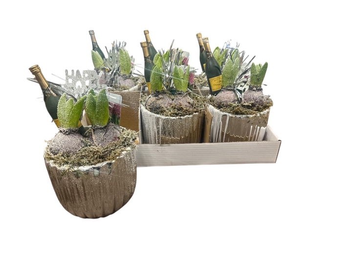 <h4>ARR HYACINTH</h4>