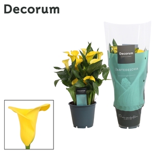 Zantedeschia (Calla) Geel (Decorum)