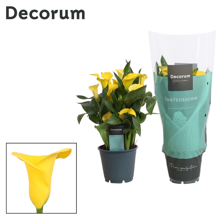 <h4>Zantedeschia (Calla) Geel (Decorum)</h4>