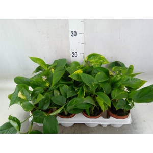 Epipremnum pinn. 'Aureum'