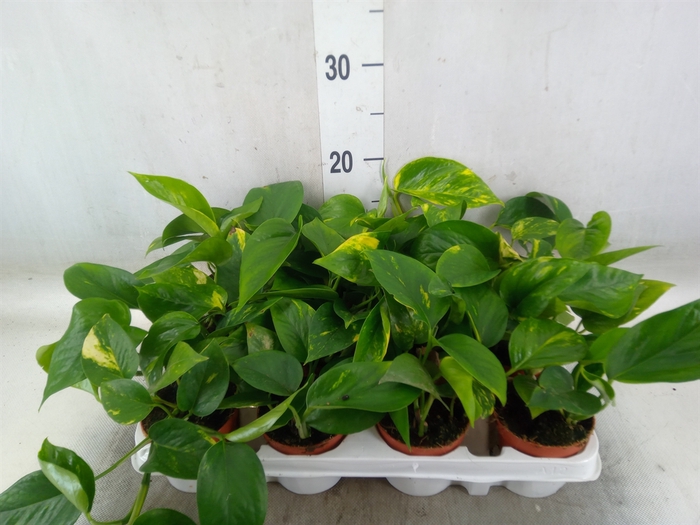 <h4>Epipremnum pinn. 'Aureum'</h4>