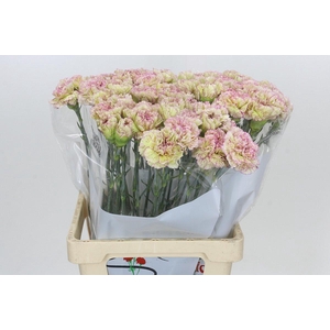 Dianthus St Lady Sheen