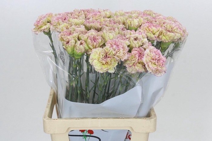 <h4>Dianthus St Lady Sheen</h4>