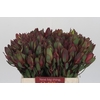 Leucadendron Senorita