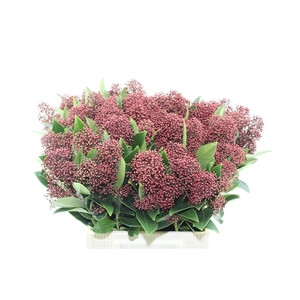 Skimmia Rubella Red