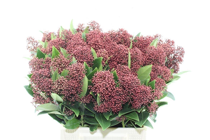 <h4>Skimmia Rubella Red</h4>