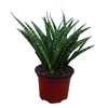 SANSEVIERIA VARIADO P15