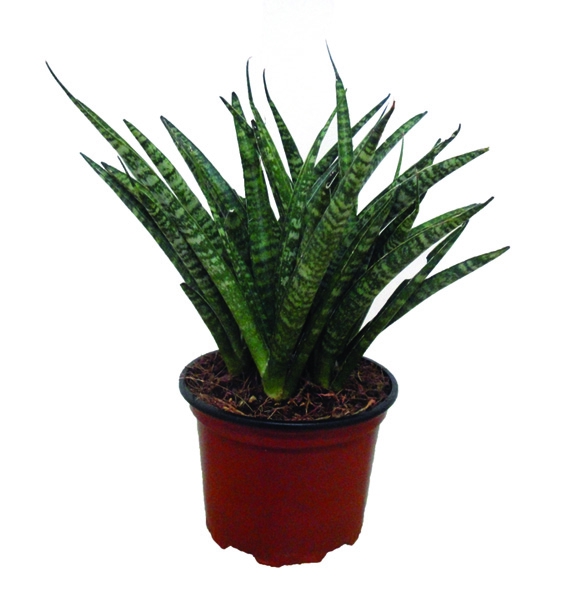 SANSEVIERIA VARIADO P15