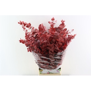 Pres Euca Stuartiana Red P Bunch