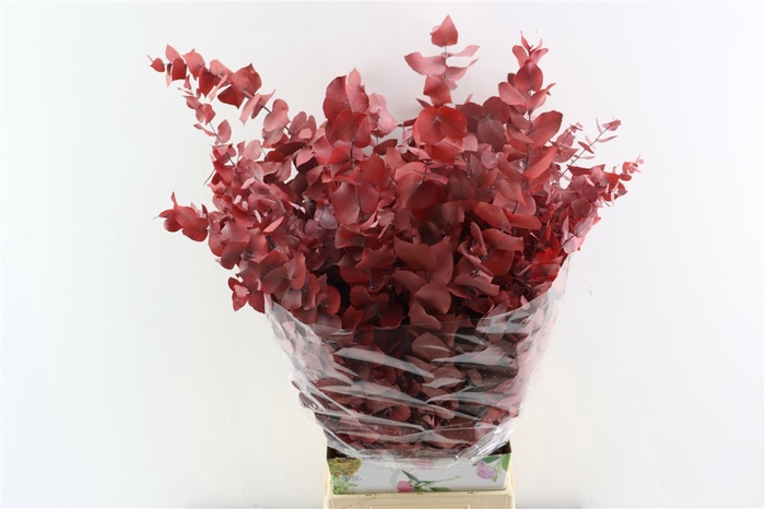 <h4>Pres Euca Stuartiana Red P Bunch</h4>
