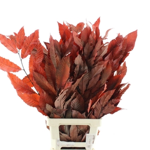 Pres Chestnut Leaf Red