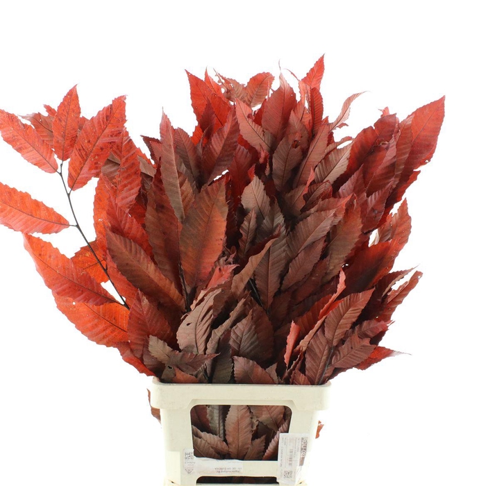 <h4>Pres Chestnut Leaf Red</h4>
