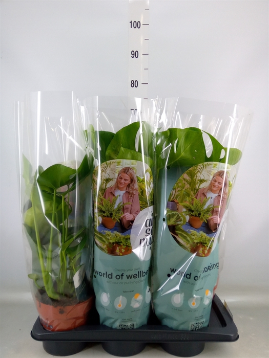 <h4>Monstera delic.</h4>