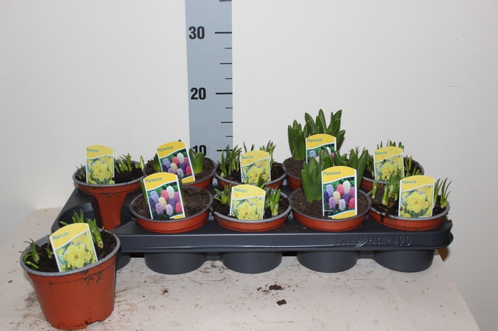 <h4>BOLBLOEMEN GEM</h4>