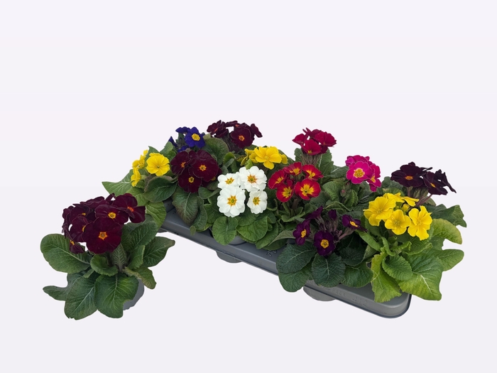 <h4>PRIM EL PEROLA GEM</h4>