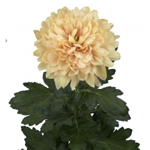 CHR G KALIMBA SALMON ANGEBOT