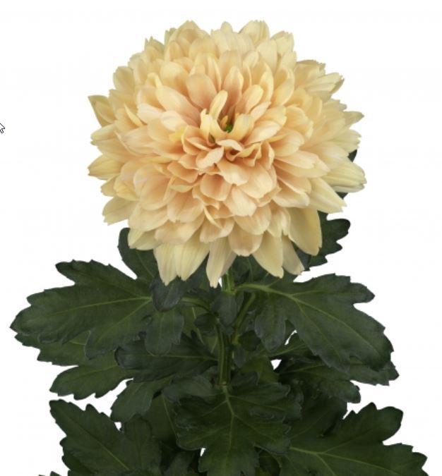 <h4>CHR G KALIMBA SALMON ANGEBOT</h4>