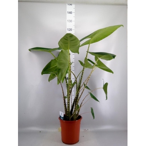 Alocasia zebrina