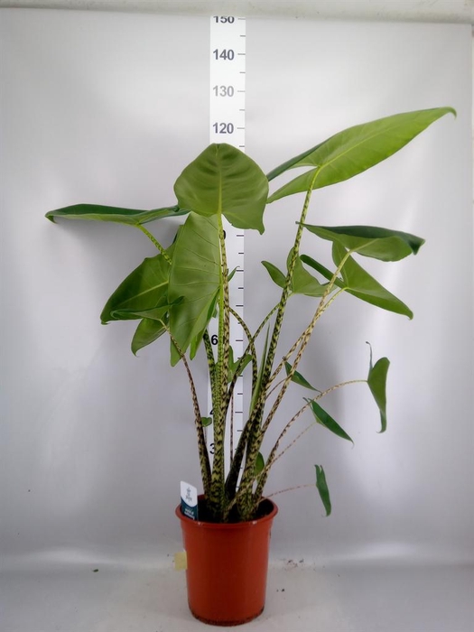 <h4>Alocasia zebrina</h4>