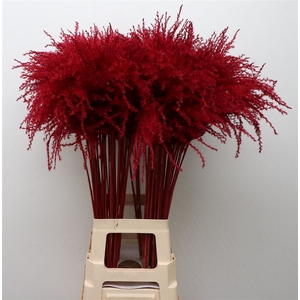 Dried Stipa Feather Bordeaux