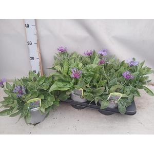 arr8 Centaure Blue Carpet