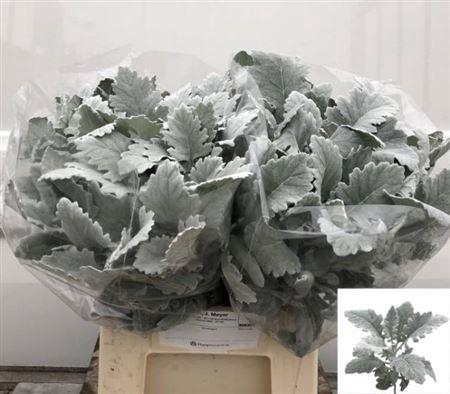 <h4>Jacobaea New Look</h4>