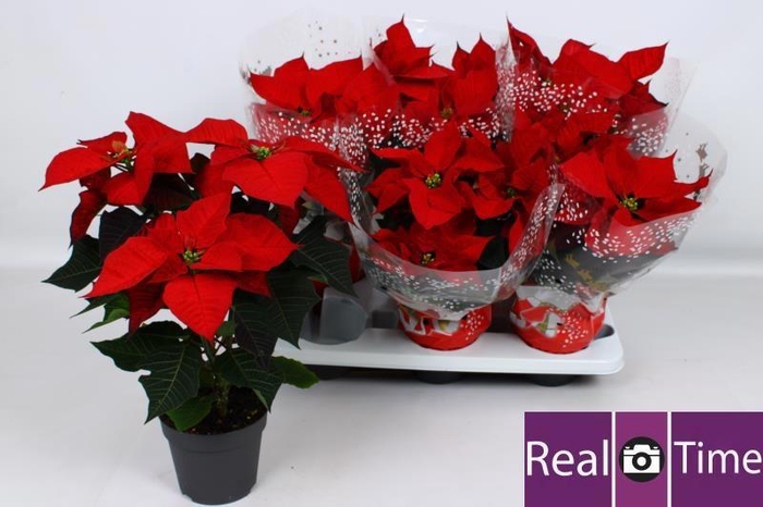 <h4>EUPHOR P CHR EVE</h4>