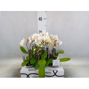 Phalaenopsis   ...mini