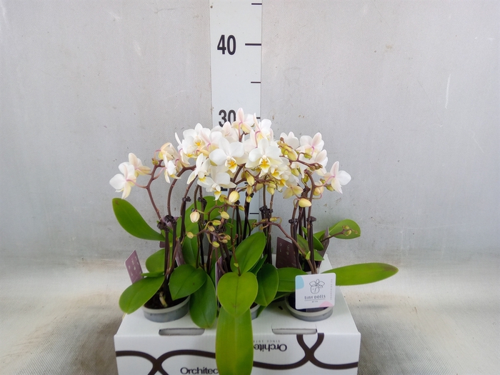 <h4>Phalaenopsis   ...mini</h4>