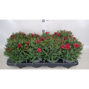 Dianthus car. 'Peman'