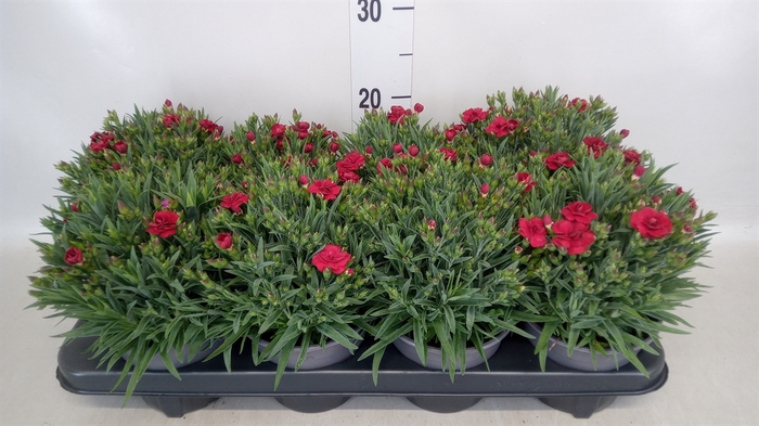 <h4>Dianthus car. 'Peman'</h4>