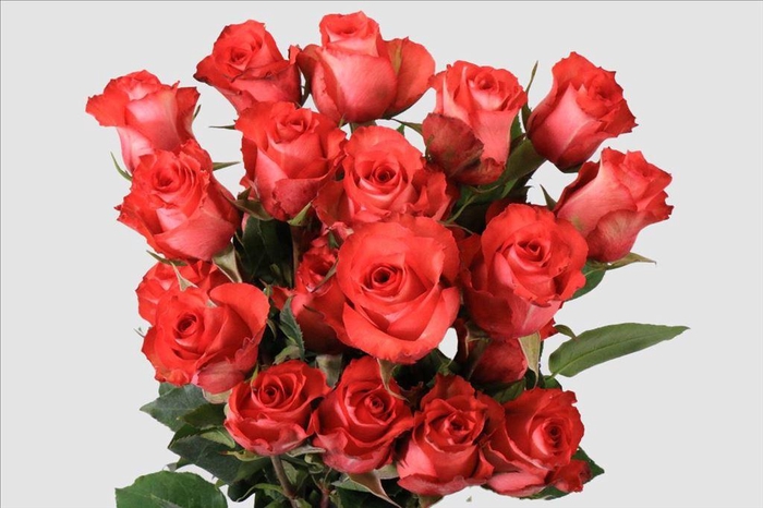 <h4>Rosa ec iguana</h4>