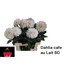 DAHL CAFE AU LAIT