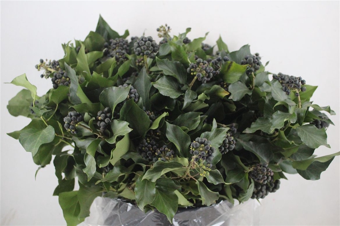 <h4>Hedera Berry 400gr P Bunch</h4>