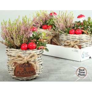 ARR TUINPLANTEN