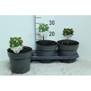 Hemerocallis Overig Every Day Lily Rose