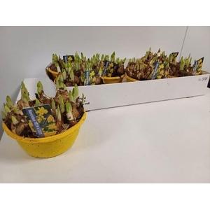 Narcissus Tete a Tete