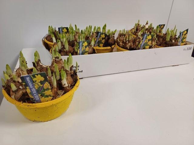 <h4>Narcissus Tete a Tete</h4>