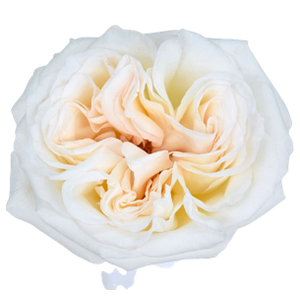 R Gr White O Hara White 50cm EC