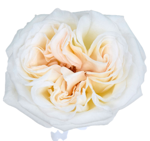 <h4>R Gr White O Hara White 40cm EC</h4>