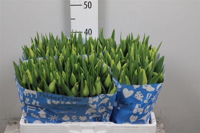 <h4>Tu En Strong Gold</h4>