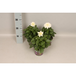 Dahlia White